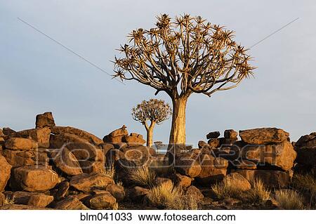Stock Image - Quiver tree growing in rocky field. Fotosearch