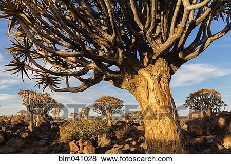 Quiver trees in savanna field View Large Photo Image Stock Photo - Quiver trees in savanna field. Fotosearch