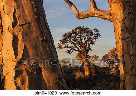 Stock Photo - Quiver trees in savanna field. Fotosearch
