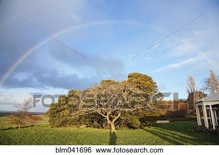 Rainbow over tree in rural backyard View Large Photo Image Stock Photograph - Rainbow over tree in rural backyard. Fotosearch