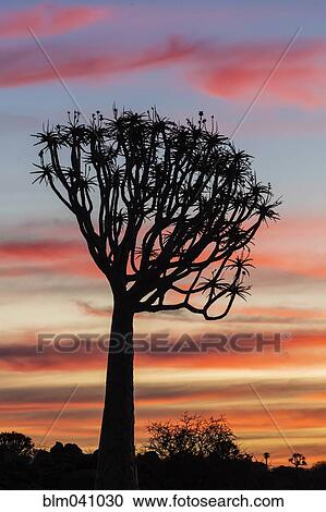 Stock Image - Silhouette of quiver tree in sunset sky. Fotosearch
