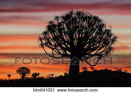 Stock Image - Silhouette of quiver tree in sunset sky. Fotosearch