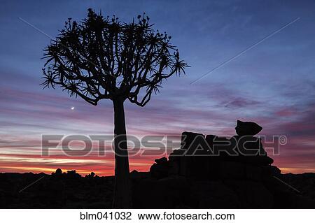 Stock Image - Silhouette of quiver tree in sunset sky. Fotosearch
