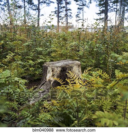Stock Photo - Stump in fern plants growing in lush forest. Fotosearch