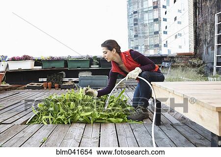 Picture - Woman watering plants in urban rooftop garden. Fotosearch