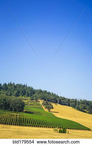Picture - Aerial view of crops growing on rural hillside. Fotosearch