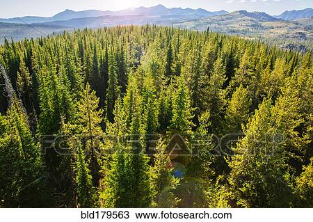 Stock Image - Aerial view of treetops in remote forest. Fotosearch