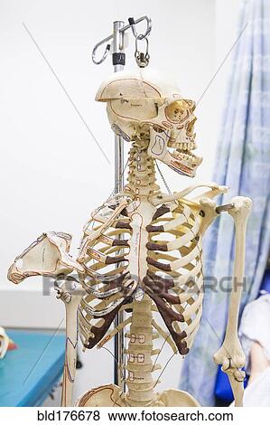 Anatomical skeleton looking away View Large Photo Image Stock Photo - Anatomical skeleton looking away. Fotosearch