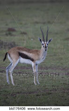 Stock Photograph - Animal grazing in field. Fotosearch