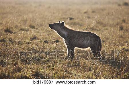 Animal standing in grass View Large Photo Image Stock Photo - Animal standing in grass. Fotosearch