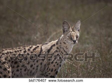 Stock Photo - Animal standing in savanna field. Fotosearch