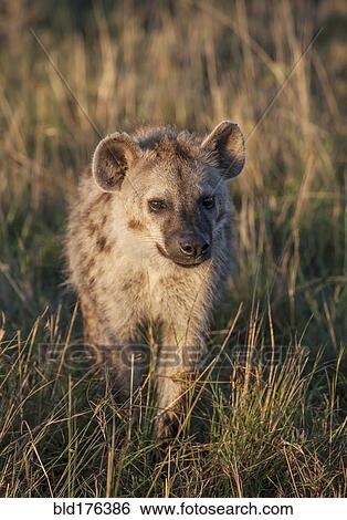 Stock Photograph - Animal walking in grass. Fotosearch