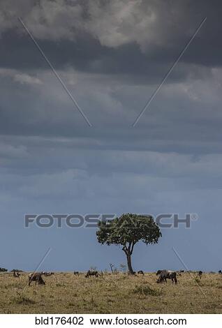 Stock Image - Animals grazing in savanna field. Fotosearch
