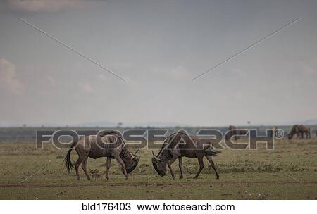 Stock Image - Animals grazing in savanna field. Fotosearch