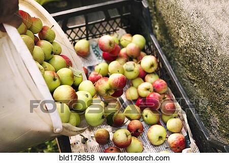 Stock Photo - Apples gathered in crate. Fotosearch
