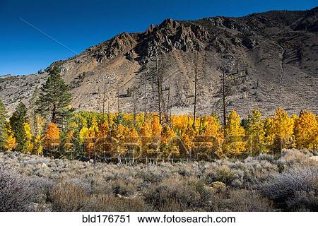Stock Image - Autumn trees and remote mountains. Fotosearch