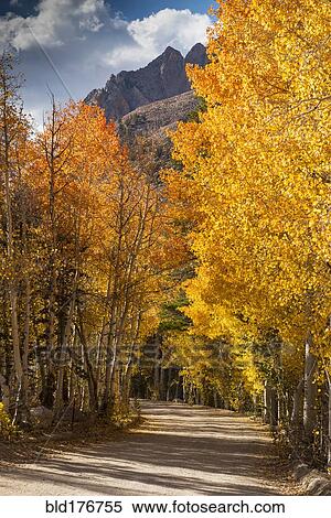 Autumn trees over dirt path View Large Photo Image Stock Photography - Autumn trees over dirt path. Fotosearch