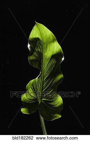 Backlit green leaf on black background View Large Photo Image Stock Image - Backlit green leaf on black background. Fotosearch
