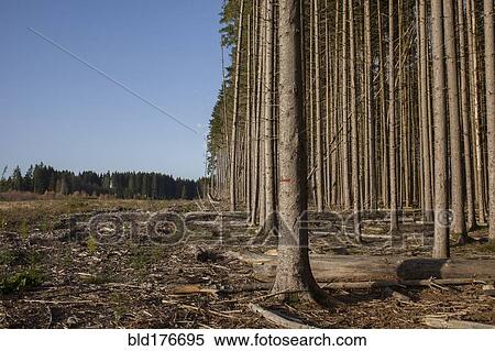 Stock Photography - Bare trees growing in rural forest. Fotosearch