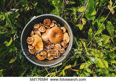Bucket of mushrooms in grass View Large Photo Image Picture - Bucket of mushrooms in grass. Fotosearch