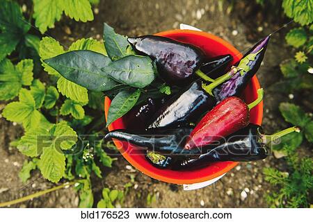 Stock Image - Bucket of peppers in vegetable garden. Fotosearch