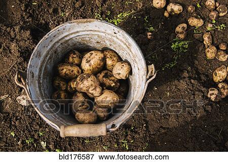 Stock Photo - Bucket of potatoes in garden. Fotosearch