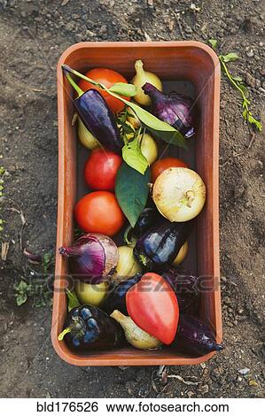 Bucket of vegetables in garden View Large Photo Image Stock Photograph - Bucket of vegetables in garden. Fotosearch