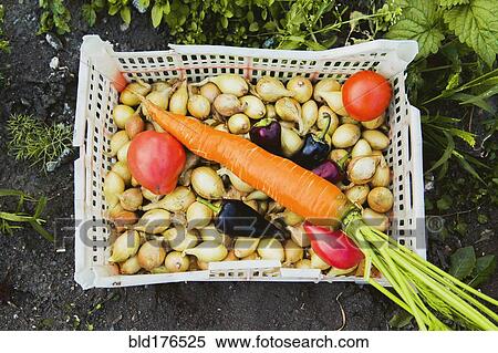 Stock Photography - Bucket of vegetables in garden. Fotosearch