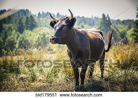 Bull walking in rural field View Large Photo Image Stock Image - Bull walking in rural field. Fotosearch