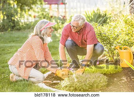 Caucasian couple gardening in backyard View Large Photo Image Stock Photo - Caucasian couple gardening in backyard. Fotosearch