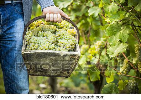 Stock Image - Caucasian farmer carrying grapes in vineyard. Fotosearch