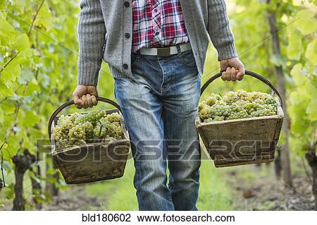 Stock Image - Caucasian farmer carrying grapes in vineyard. Fotosearch
