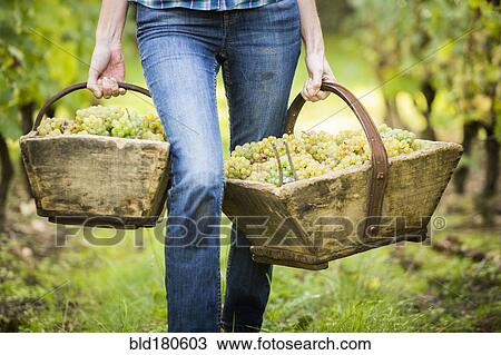 Stock Image - Caucasian farmer carrying grapes in vineyard. Fotosearch