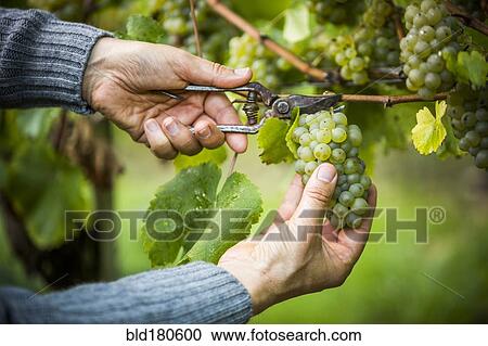 Caucasian farmer clipping grapes from vine View Large Photo Image Stock Image - Caucasian farmer clipping grapes from vine. Fotosearch