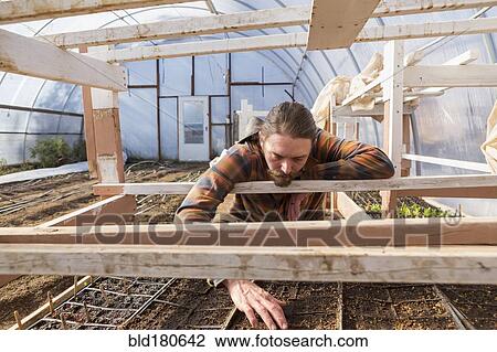 Caucasian farmer examining plants in greenhouse View Large Photo Image Stock Image - Caucasian farmer examining plants in greenhouse. Fotosearch