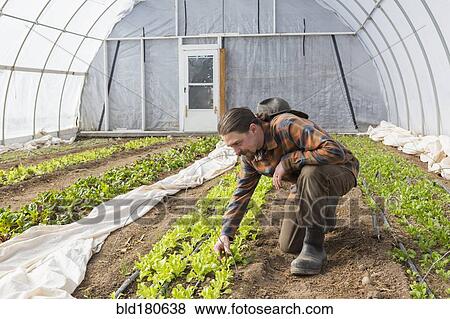 Stock Photo - Caucasian farmer examining plants in greenhouse. Fotosearch