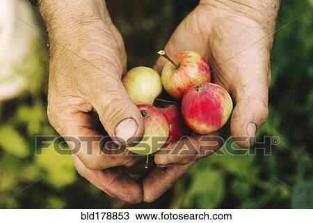 Stock Image - Caucasian farmer holding fruit. Fotosearch