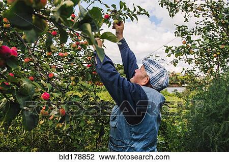 Caucasian farmer picking fruit from tree View Large Photo Image Stock Image - Caucasian farmer picking fruit from tree. Fotosearch