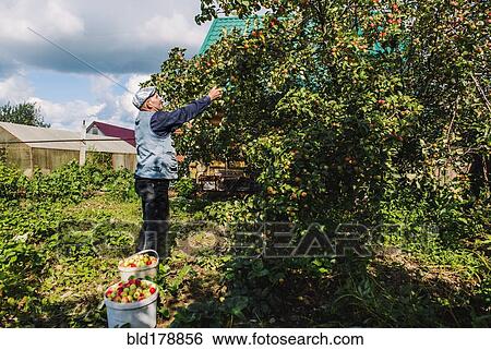 Caucasian farmer picking fruit in garden View Large Photo Image Stock Photograph - Caucasian farmer picking fruit in garden. Fotosearch
