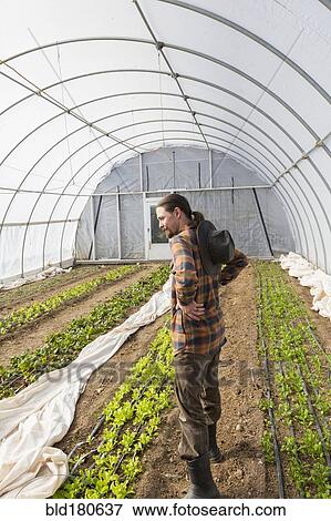 Caucasian farmer standing in greenhouse View Large Photo Image Stock Photo - Caucasian farmer standing in greenhouse. Fotosearch