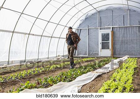 Stock Photo - Caucasian farmer walking in greenhouse. Fotosearch