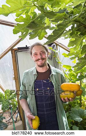 Stock Image - Caucasian gardener picking vegetables in greenhouse. Fotosearch