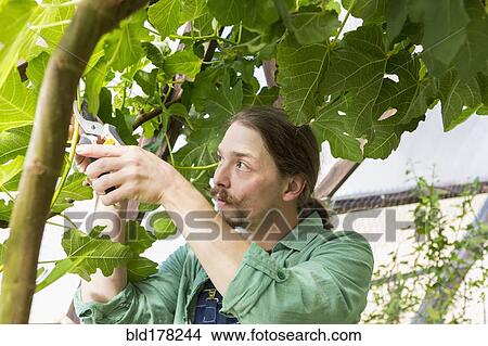 Caucasian gardener working in greenhouse View Large Photo Image Picture - Caucasian gardener working in greenhouse. Fotosearch