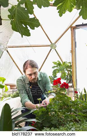 Stock Photo - Caucasian gardener working in greenhouse. Fotosearch