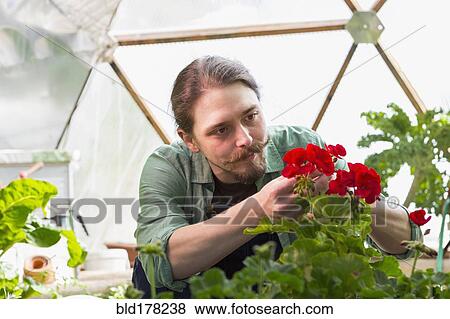 Stock Photo - Caucasian gardener working in greenhouse. Fotosearch