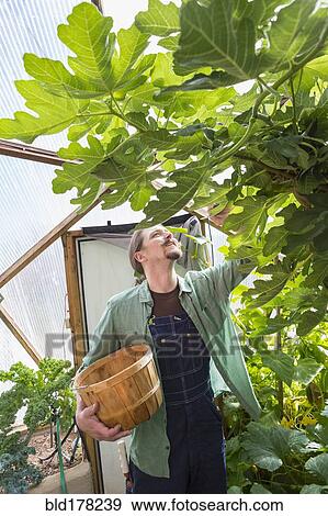 Caucasian gardener working in greenhouse View Large Photo Image Stock Photo - Caucasian gardener working in greenhouse. Fotosearch