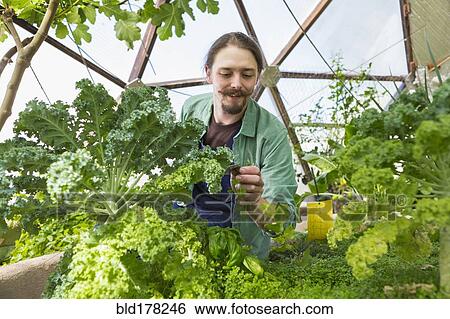 Stock Photograph - Caucasian gardener working in greenhouse. Fotosearch