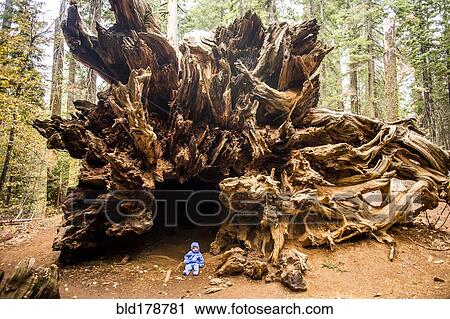 Stock Image - Caucasian girl sitting under ancient tree. Fotosearch