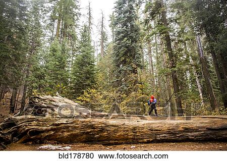 "Caucasian girl walking in Yosemite National Park, California, United States" View Large Photo Image Stock Image - "Caucasian girl walking in Yosemite National Park, California, United States". Fotosearch
