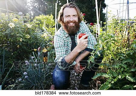 Caucasian man picking vegetables in garden View Large Photo Image Picture - Caucasian man picking vegetables in garden. Fotosearch